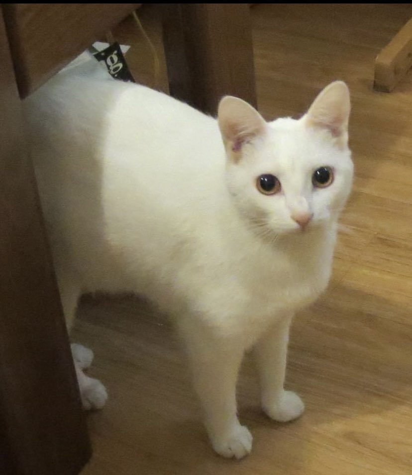 debbieaymond's tweet photo. @SusanCalman Pretty Pearlie 😻 https://t.co/zcUXsQyqz9