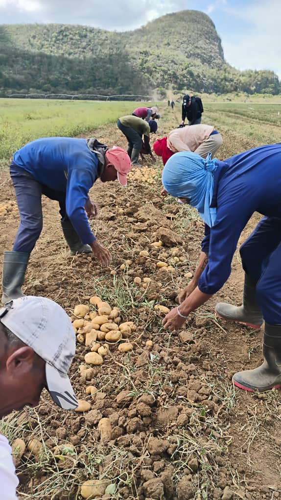 rlicea_mojena's tweet photo. Inicia en la tarde de hoy, en la finca de Euclides Veirut, la cosecha de la papa, en los próximos días, comenzará la distribución y venta a la población, de este demandado producto #IslaDeLaJuventud #SentirPinero #CubaEstáFirme #100AñosConFidel https://t.co/D30YDXDNOL