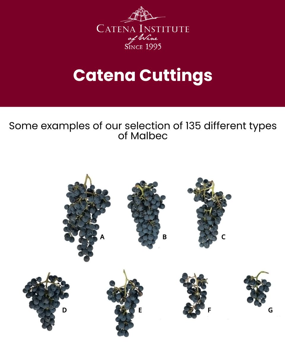 Catena Institute of Wine tweet media