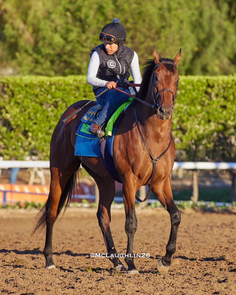 J McLaughlin Safford tweet media