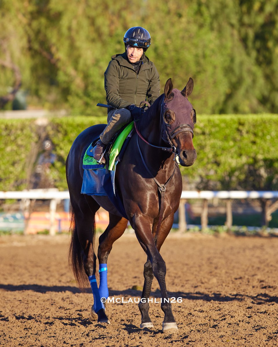 J McLaughlin Safford tweet media