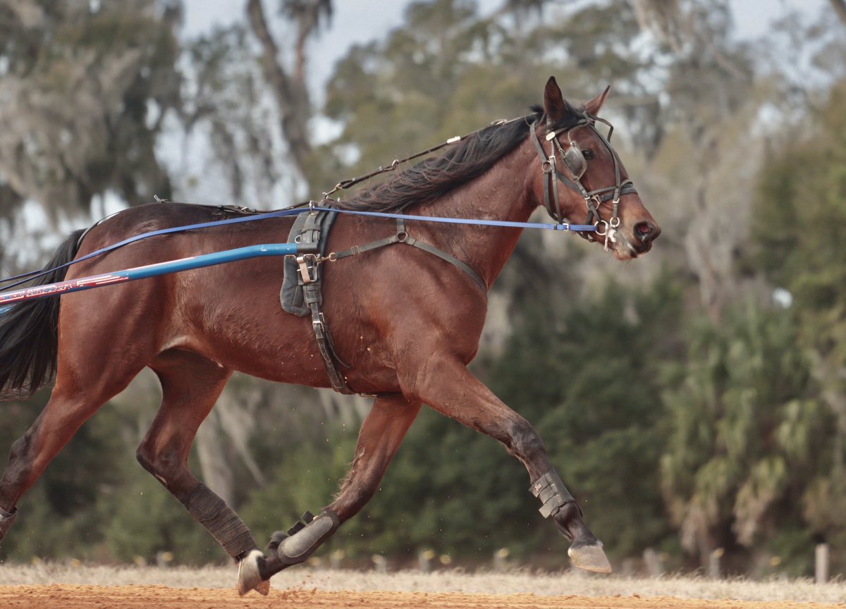 VIP Stable tweet media