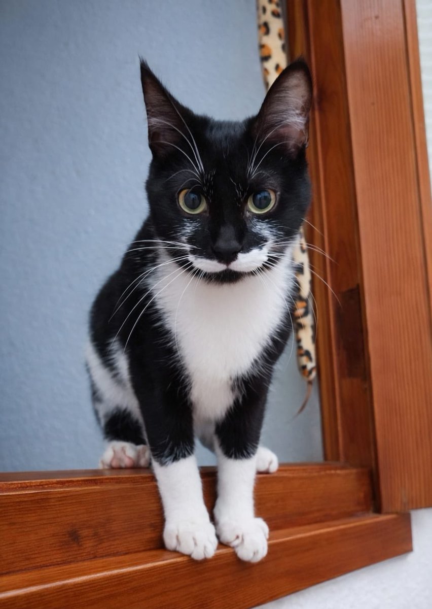 Refugi Els Àngels tweet media