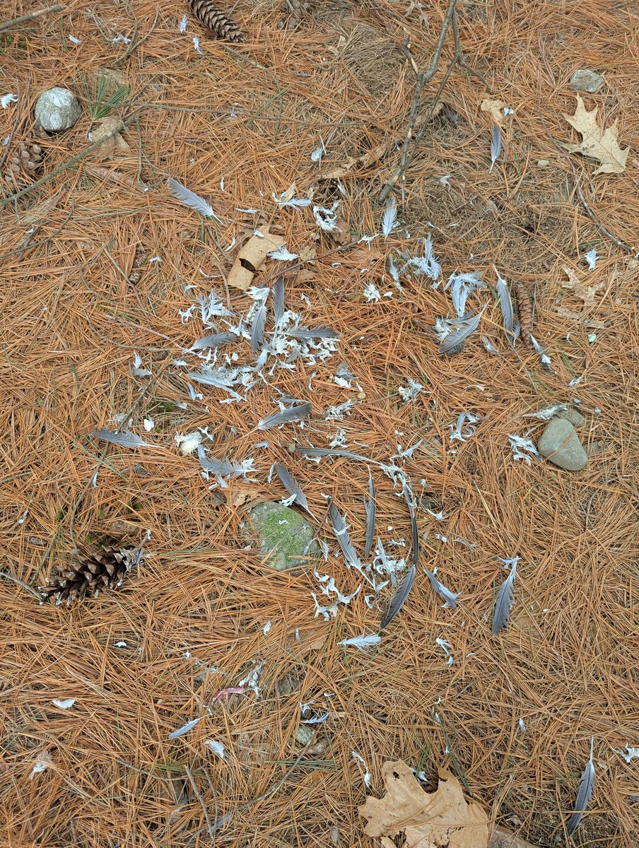 pile of dirt tweet media