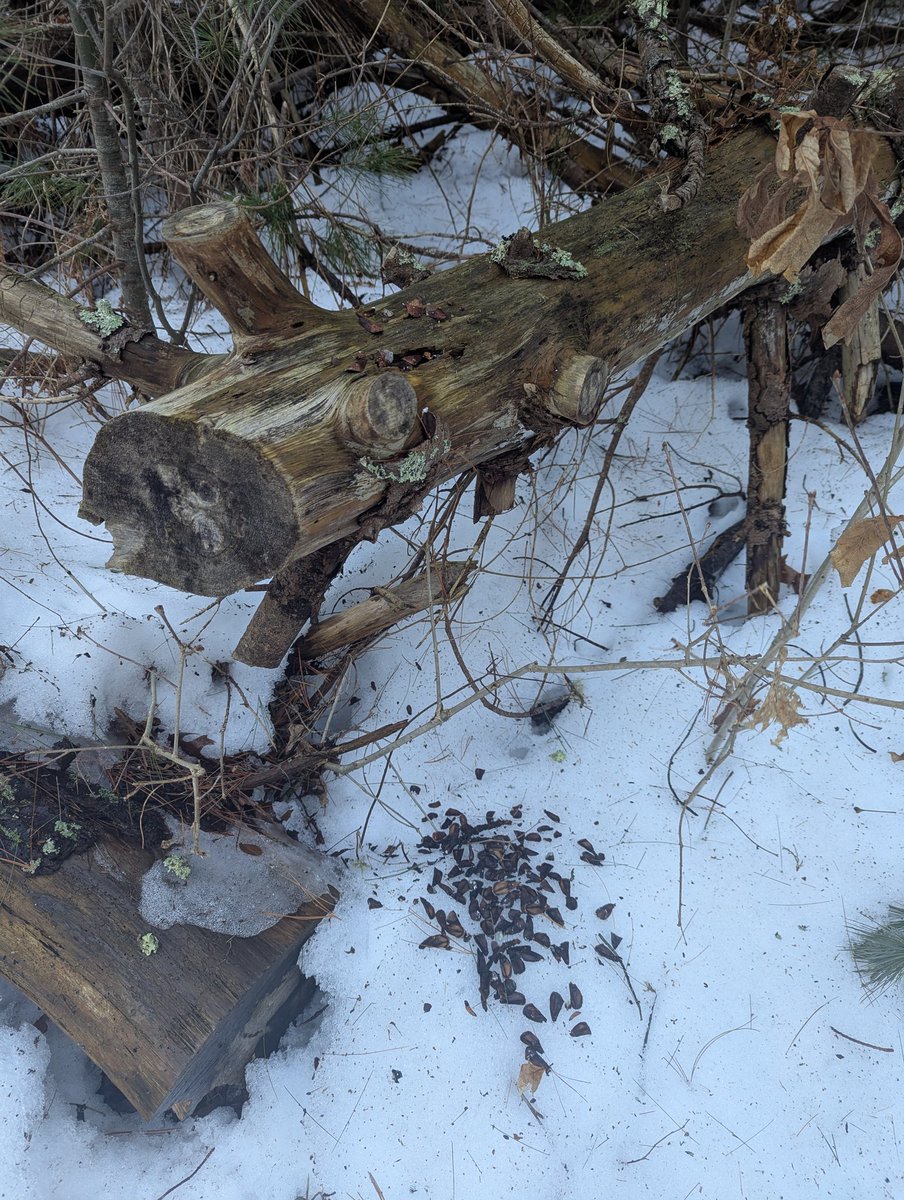 pile of dirt tweet media