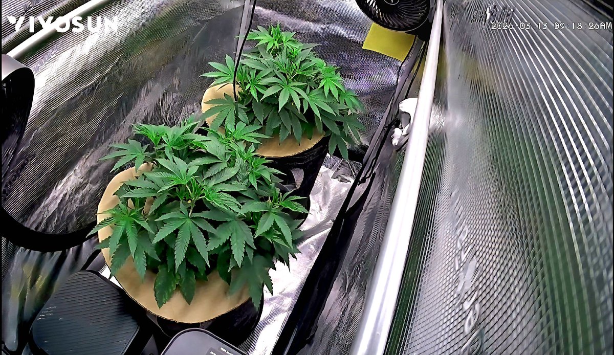 Day 28 Veg - Frosted Socks F1 Checking the females from work via <a href="/VIVOSUN/">Vivosun.official</a> C4 tent cam🤙
The cardboard soil covers are working as intended, keeping that top soil more moist to maintain StashNute cycling 🪴 This one has been damn enjoyable so far, Happy Friday!
NFSOT FEPO