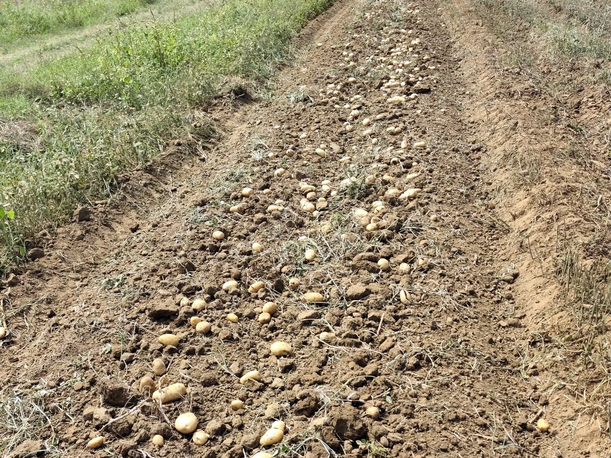 rlicea_mojena's tweet photo. Inicia en la tarde de hoy, en la finca de Euclides Veirut, la cosecha de la papa, en los próximos días, comenzará la distribución y venta a la población, de este demandado producto #IslaDeLaJuventud #SentirPinero #CubaEstáFirme #100AñosConFidel https://t.co/D30YDXDNOL