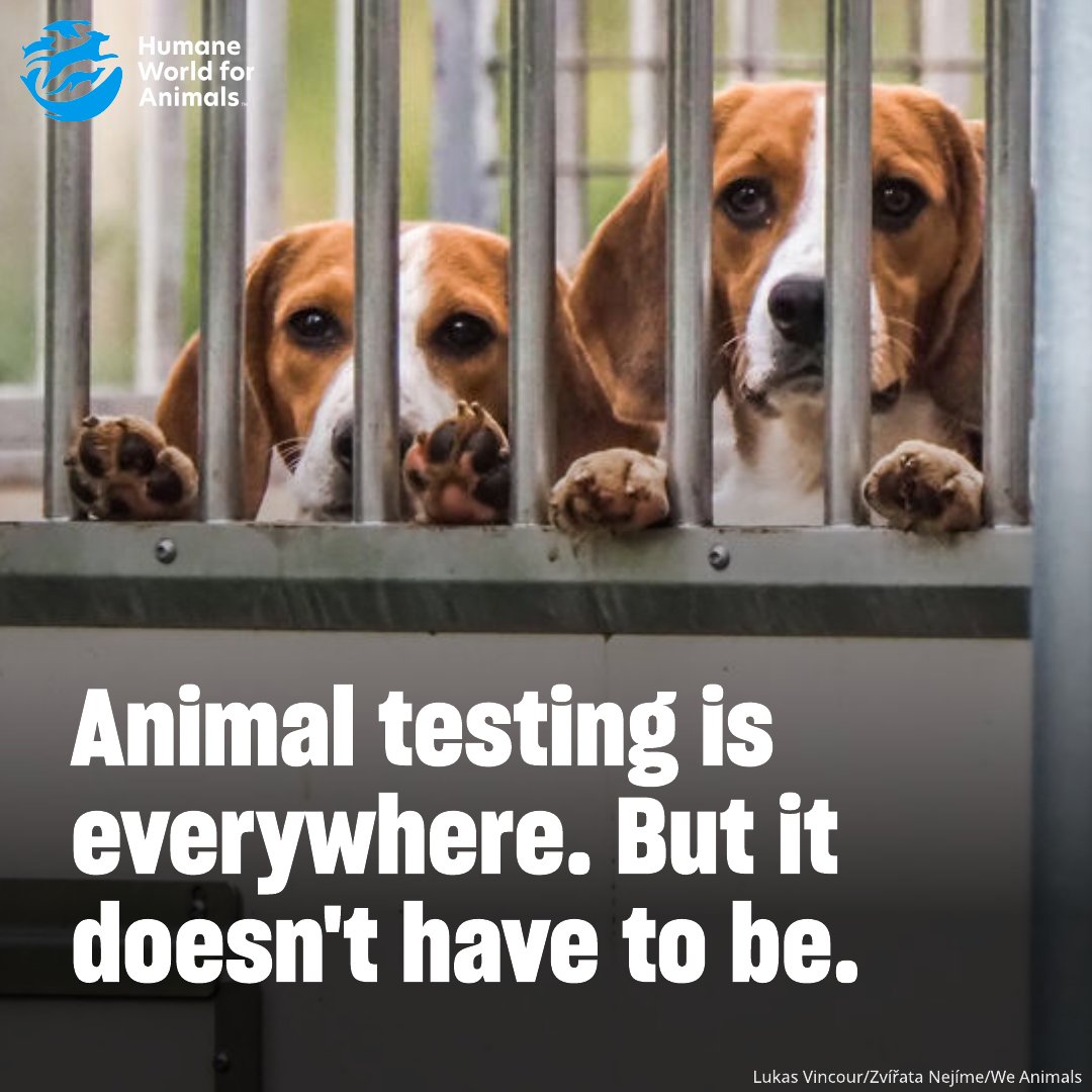 Humane World End Animal Testing tweet media