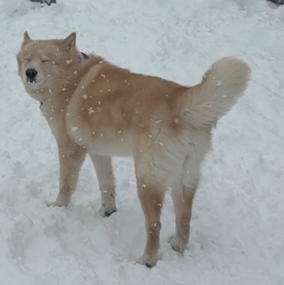 hi guys! to help out with hazumi's vet bills for her puppy sora, i'm going to be taking some silly pet doodle commissions!

$10 or more will get you a drawing like this of your pet, please reply with a photo of your animal if you would like one and i will dm you more details! ❤️