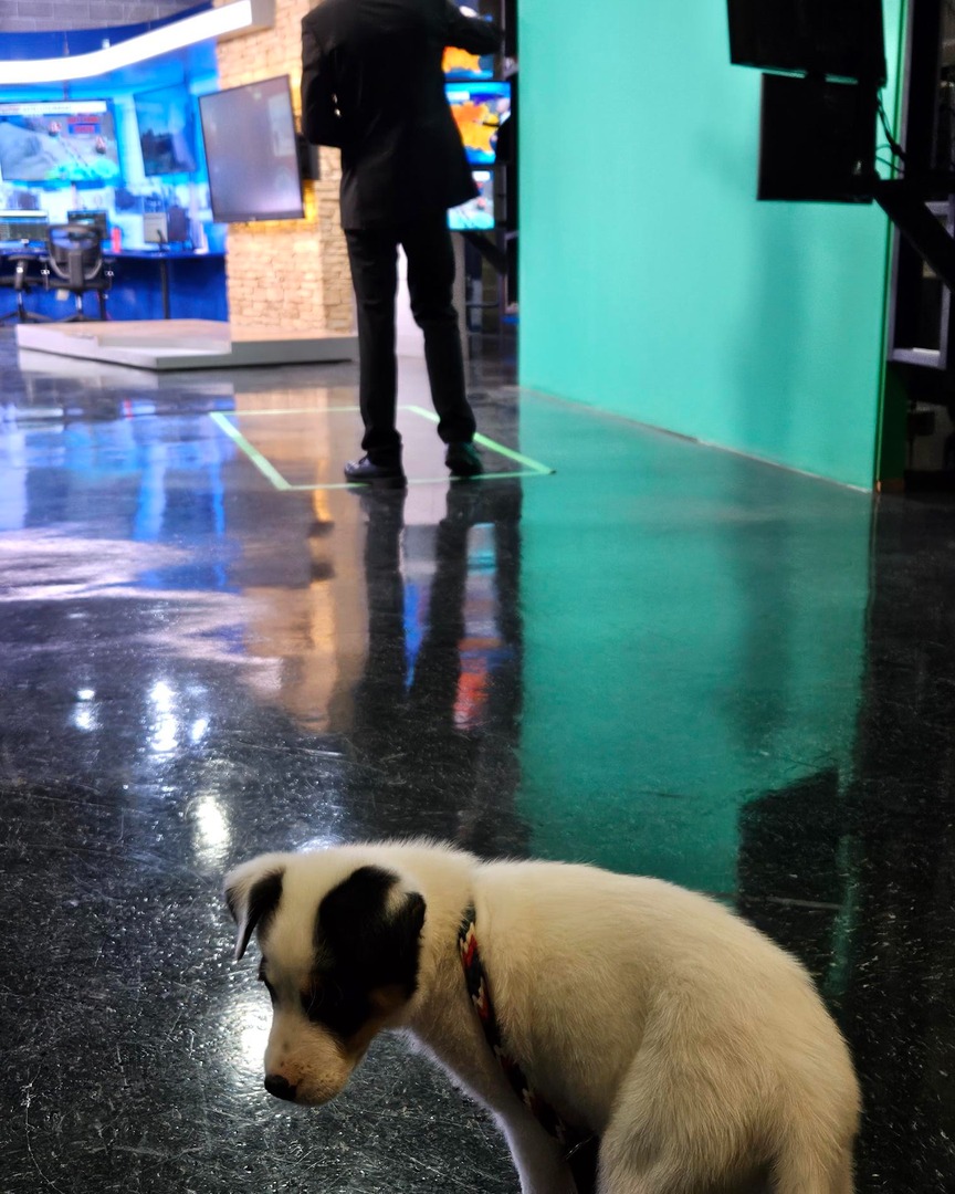 Memphis Humane Society tweet media