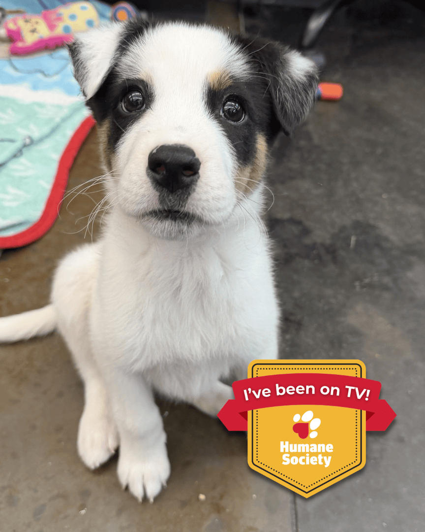 Memphis Humane Society tweet media