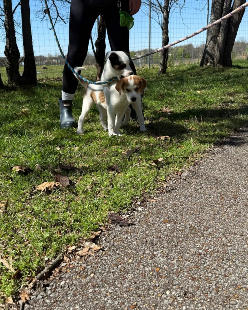 Memphis Humane Society tweet media