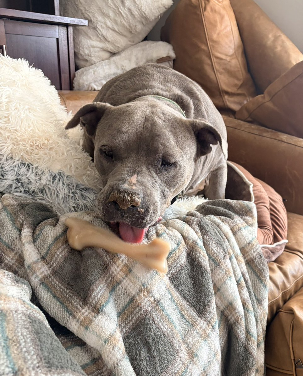 Lola Patolla tweet media