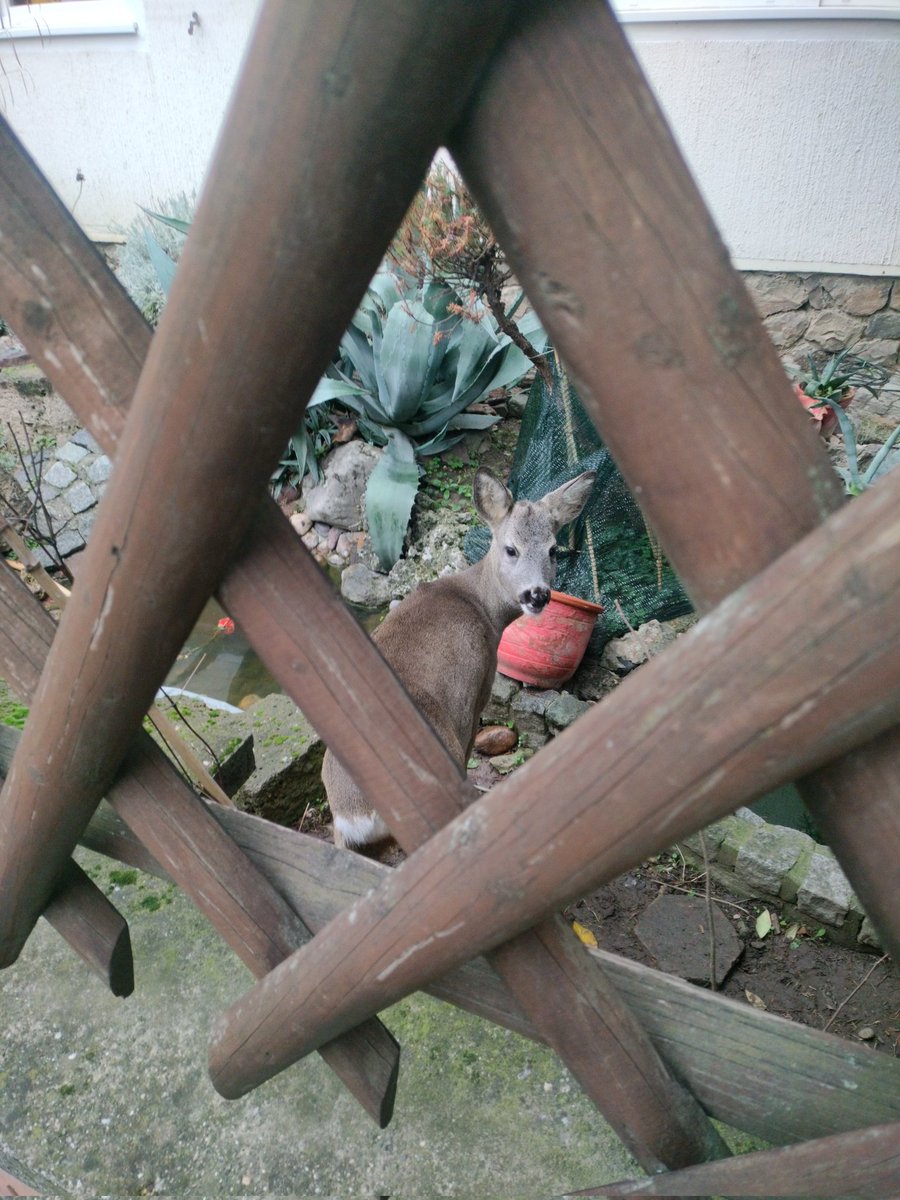 Thinking about that guy that has a baby deer in his FRONT yard