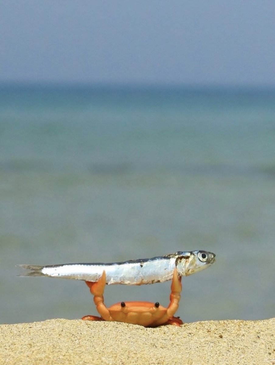 Katarynka tweet media