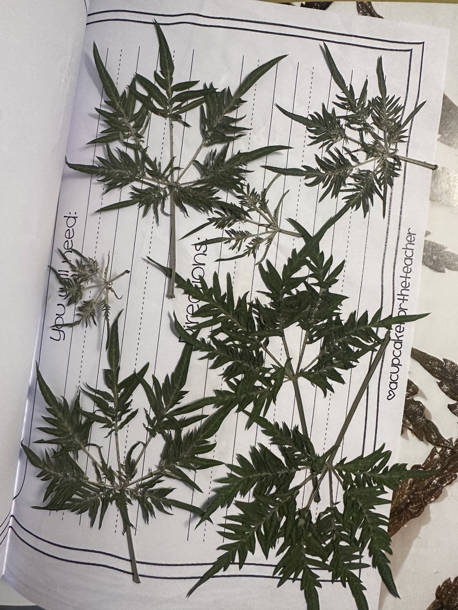 Highly Ganjanous tweet media