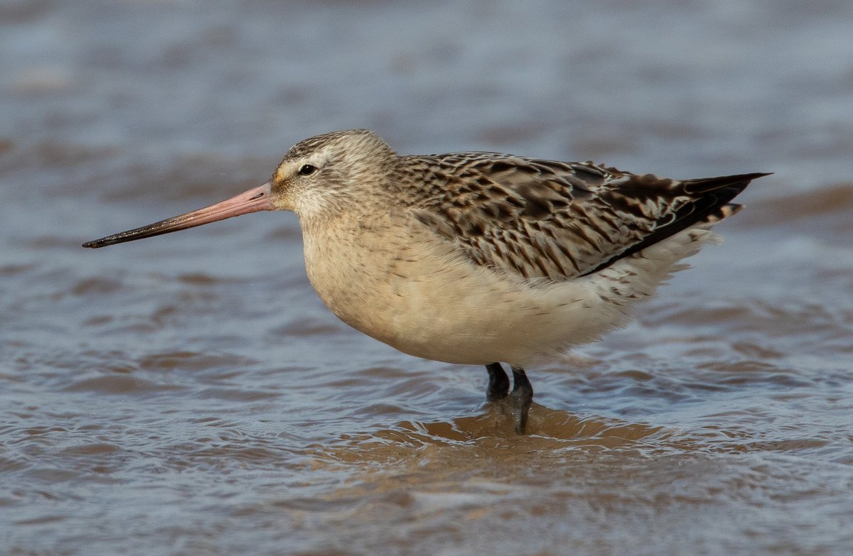 Sean Gray tweet media