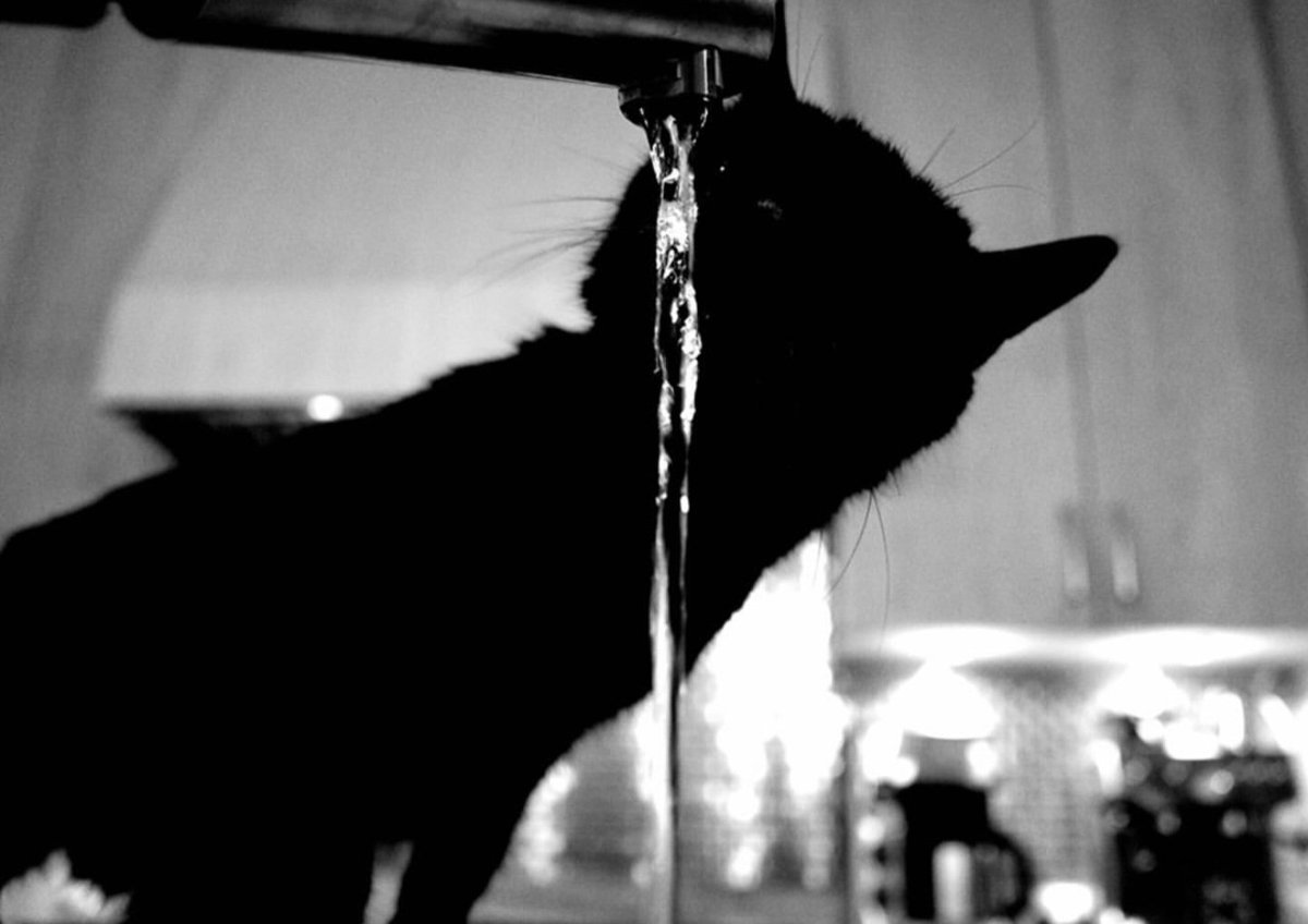 Big Bald Gallery tweet media