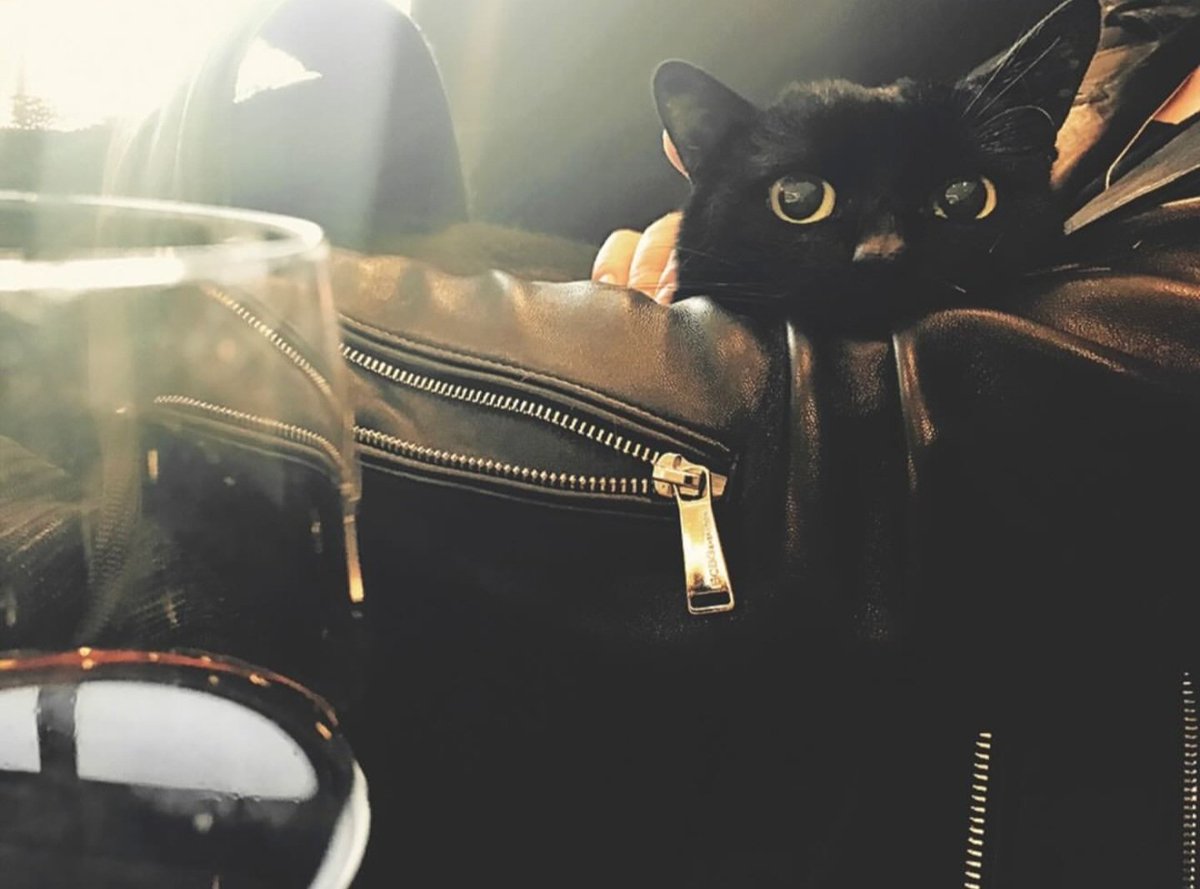 Big Bald Gallery tweet media