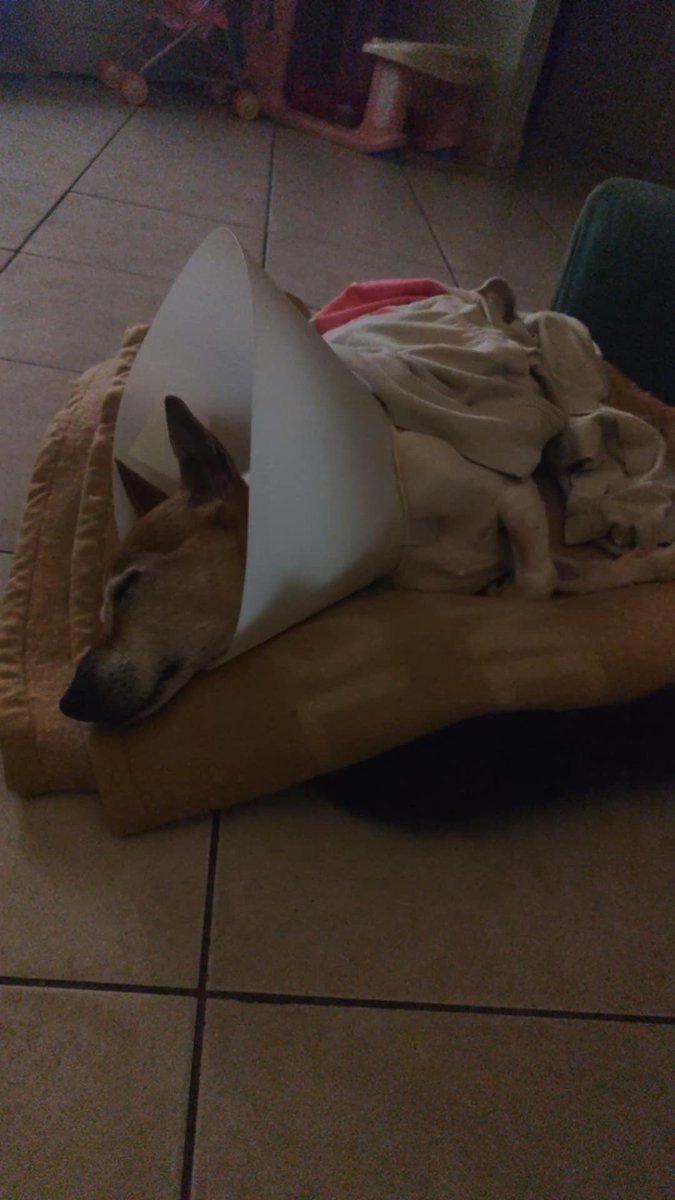 Jack è tornato a casa! Sta molto meglio! Grazie di cuore a tutti voi! Viva Jack!