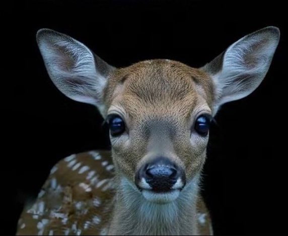 nur 🦌 tweet media