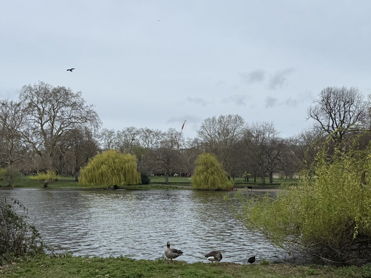 AntSnell's tweet photo. @Shefali_oza I’m in London so have sent non Herefordshire pictures!
This is St James’s Park today. Windy and cool but no rain! https://t.co/cIQPxGsF6k