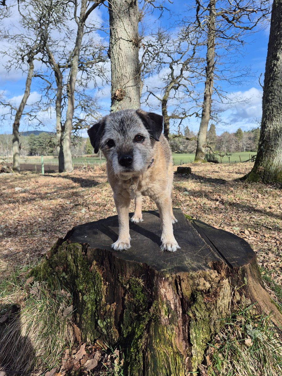 Sir HaggisBT tweet media