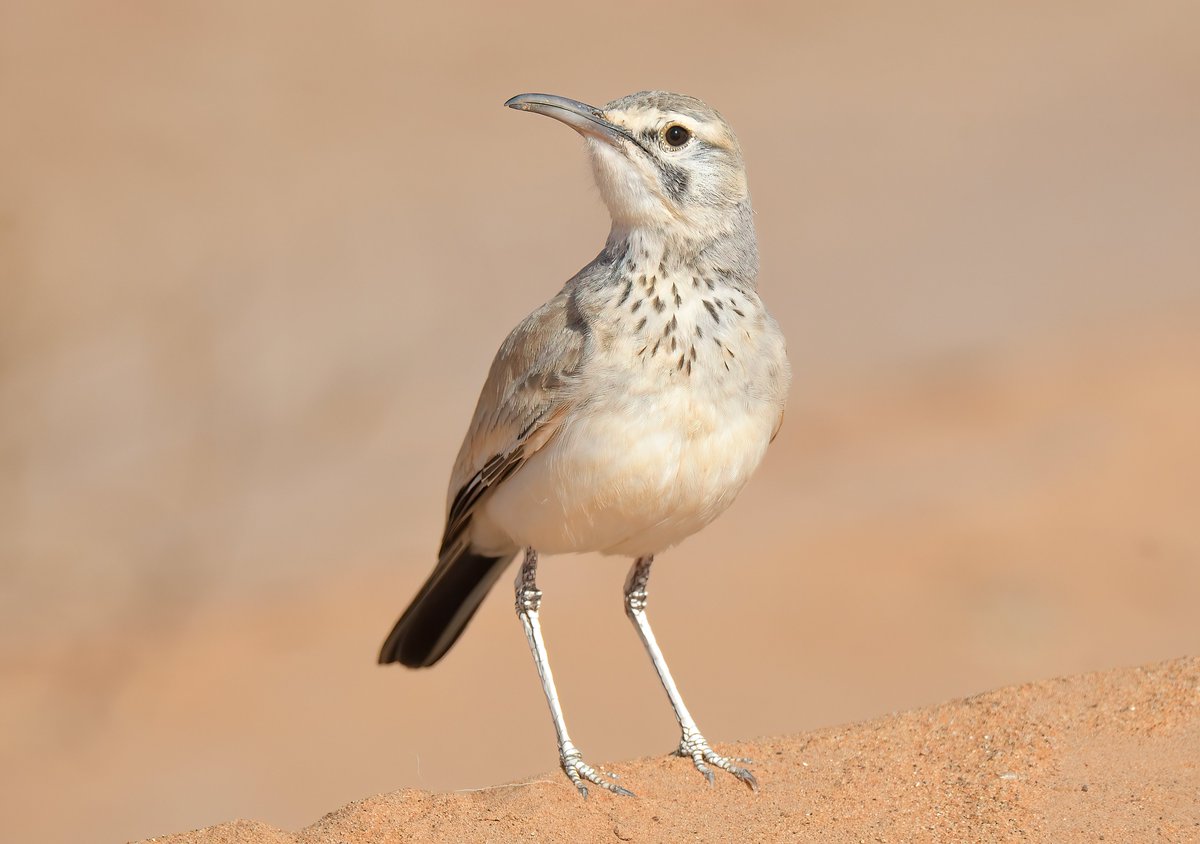 Dennis Morrison tweet media