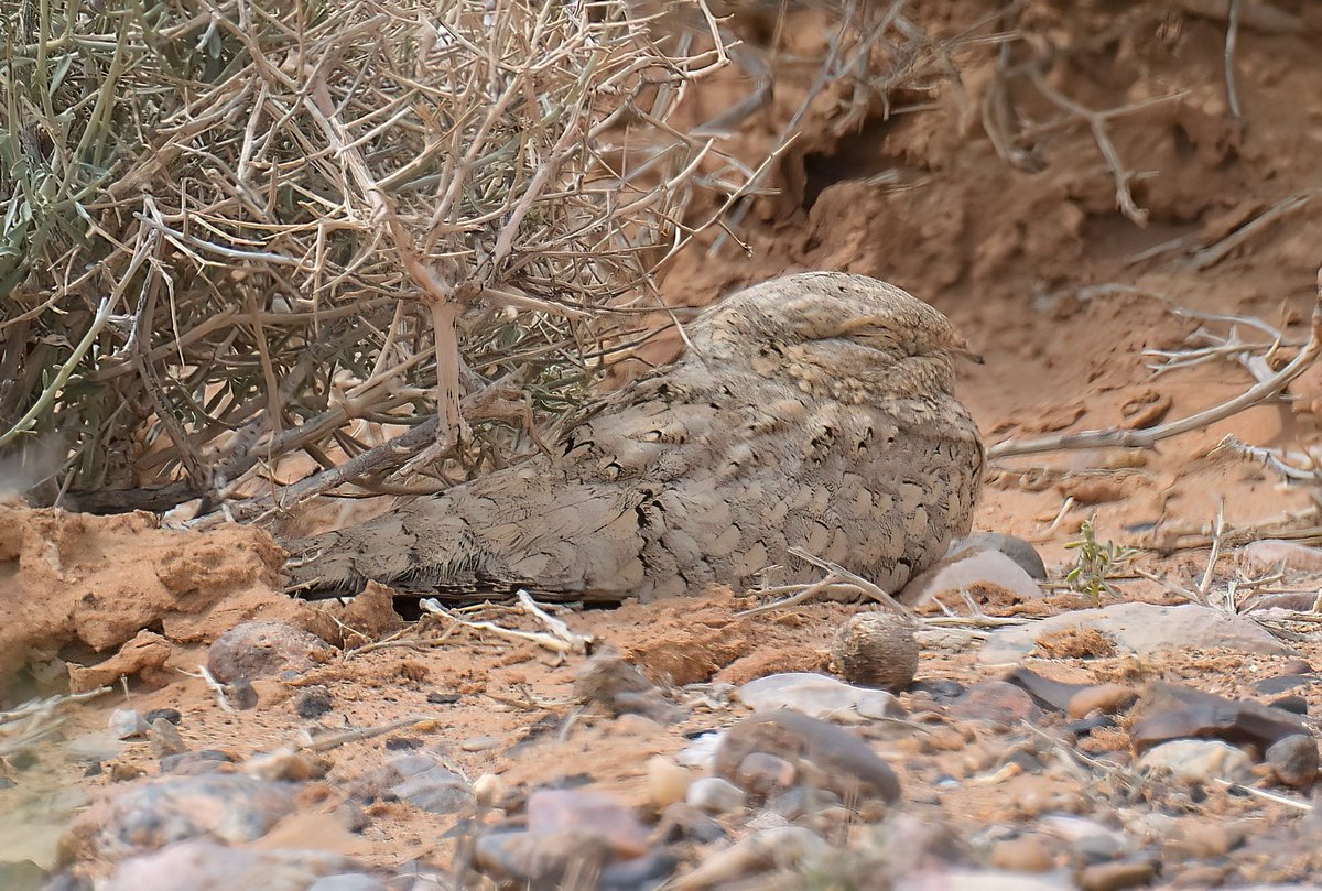 Dennis Morrison tweet media