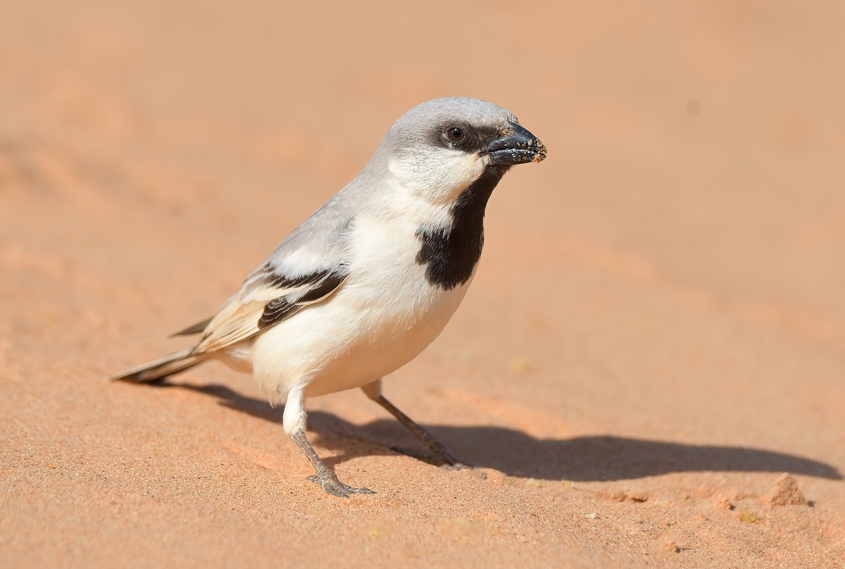 Dennis Morrison tweet media