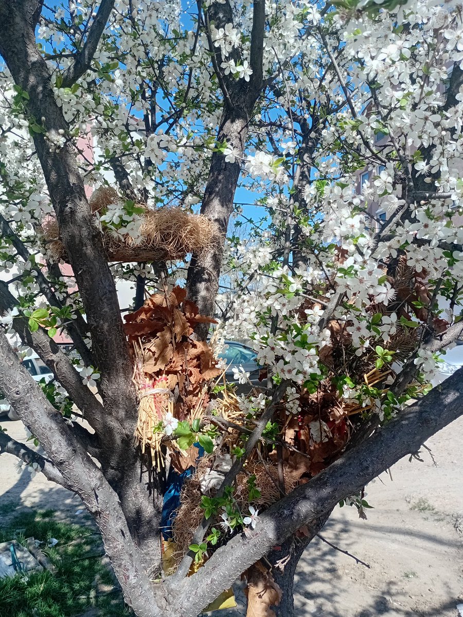 Mirjana Mimica tweet media