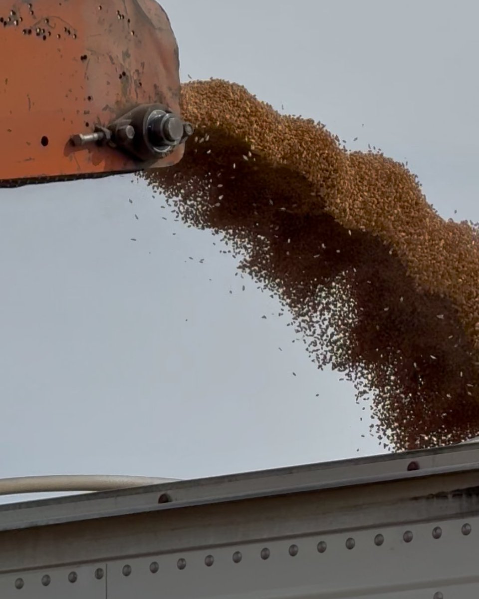 Simpson Seeds tweet media