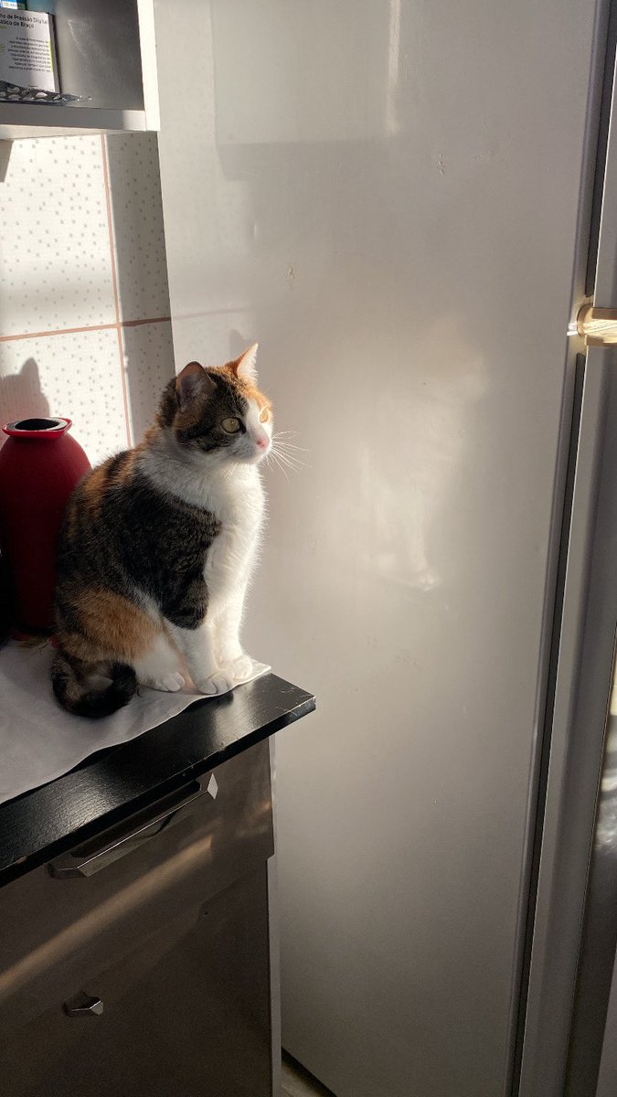 davz chora agora ri depois tweet media