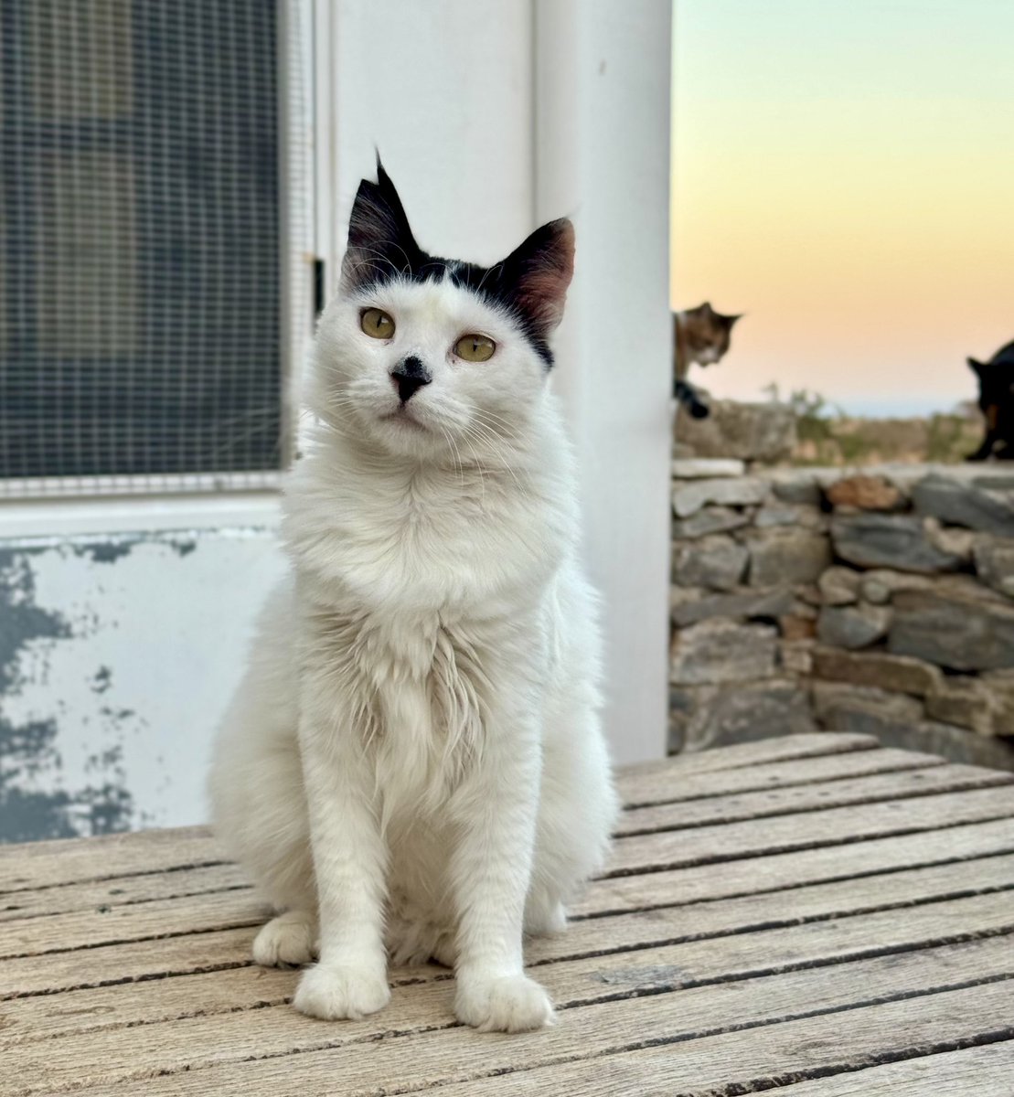 Cats of Iraklia tweet media