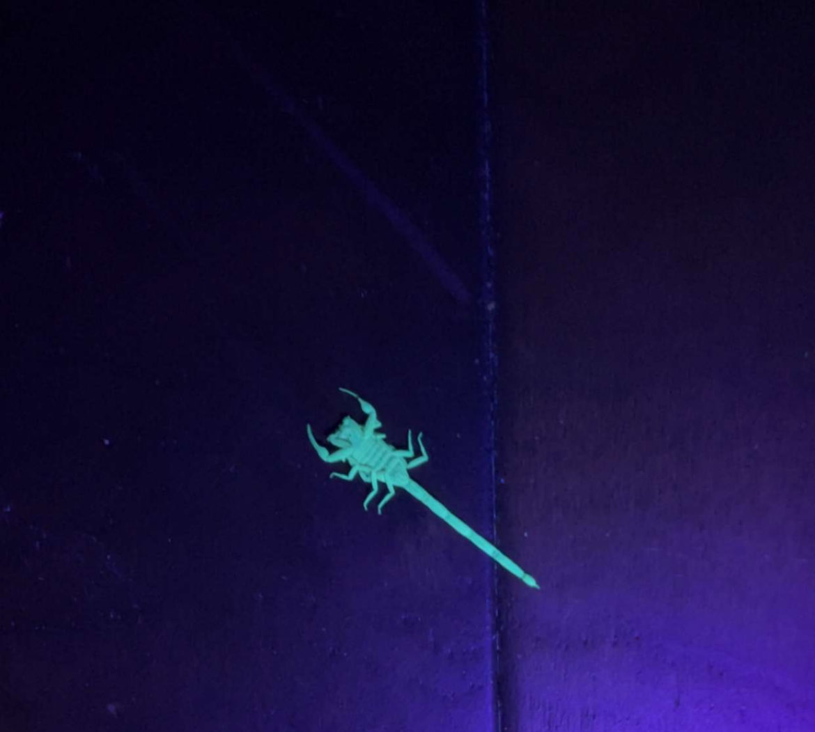 bubblegirl tweet media