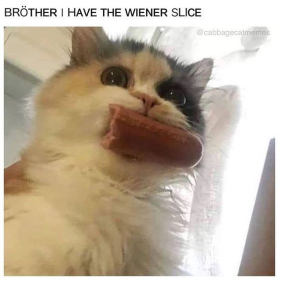 WholesomeMemes (@wholesomememe) on Twitter photo 