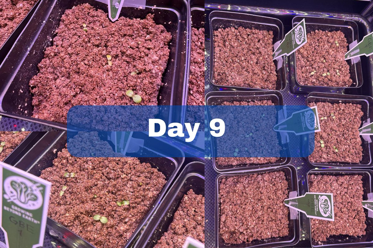GBECROEM's tweet photo. Day 9! We cant wait for our plants to show more results! https://t.co/ByFZ7DfD1K