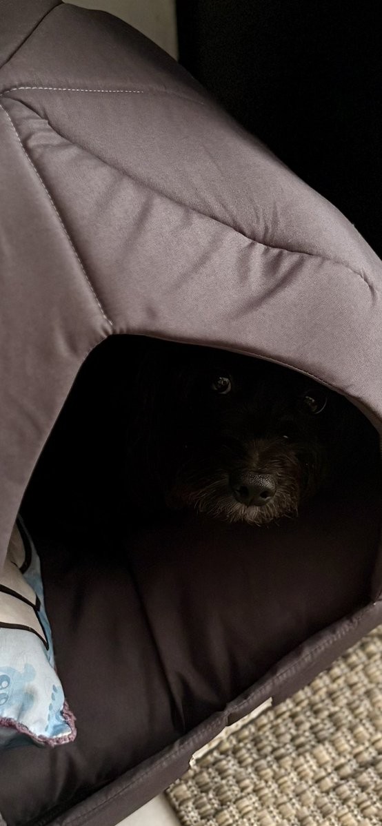 Marvin, um tal de Sandom tweet media