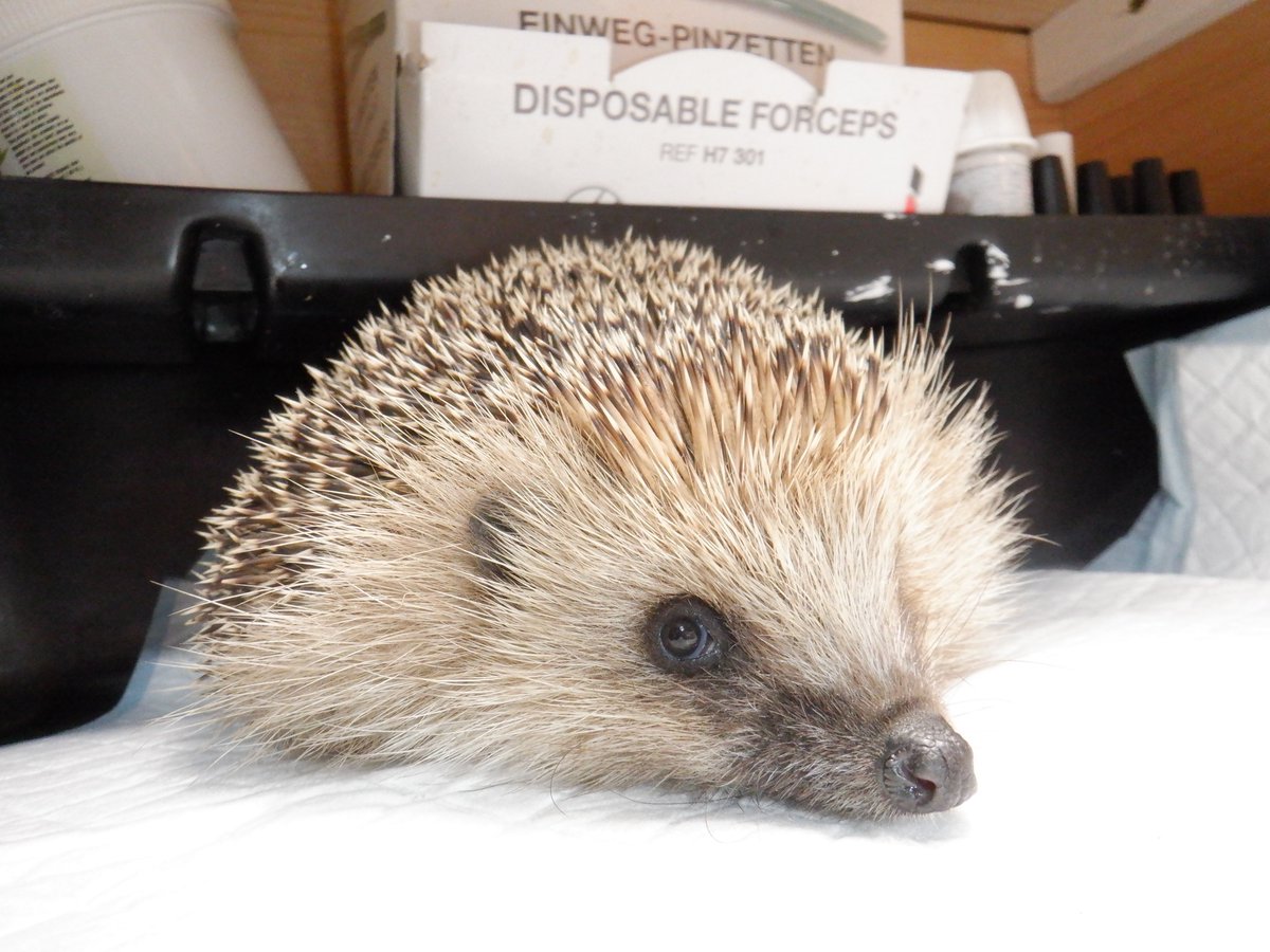 Hedgehog Cabin tweet media