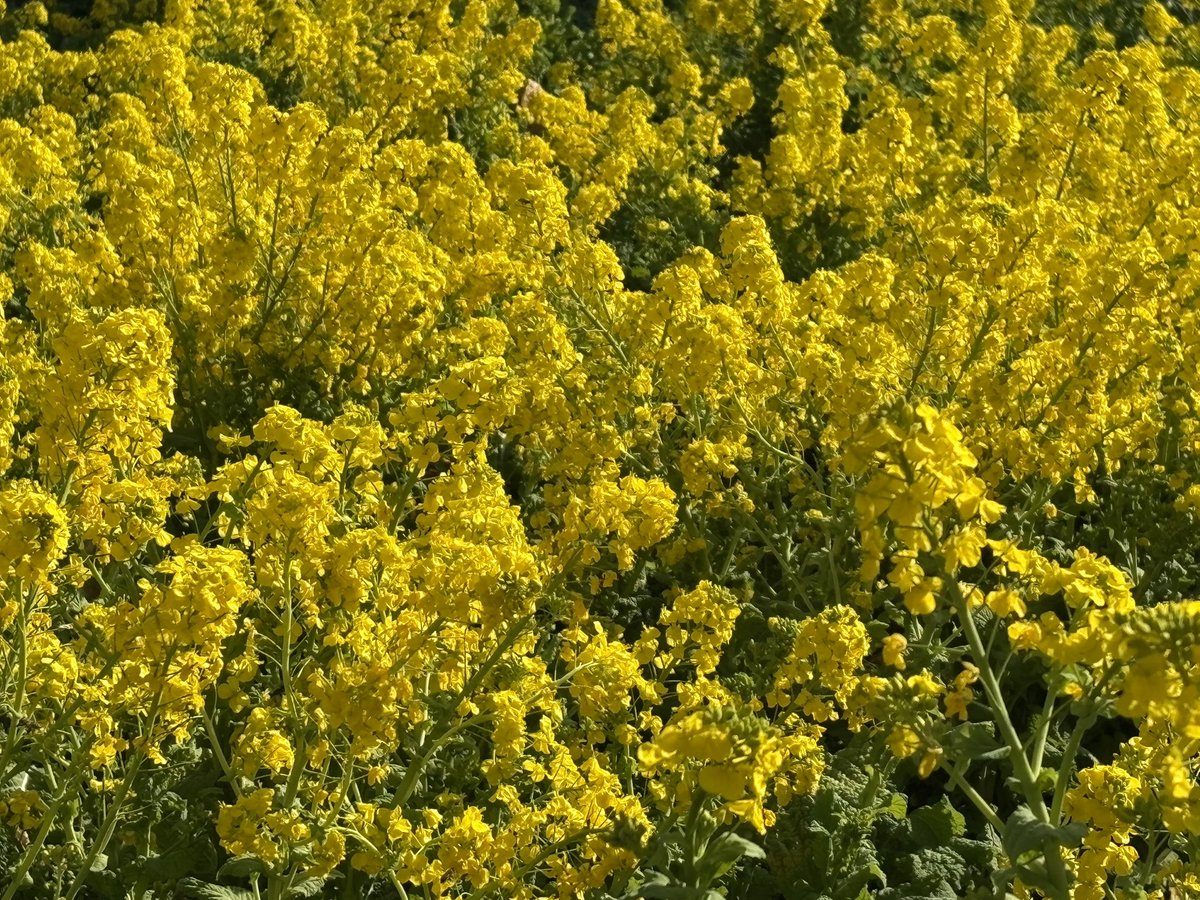 moonnotes_kaory's tweet image. *⋆ ᴳᴼᴼᴰ ᴹᴼᴿᴺᴵᴺᴳ ⋆. ݁˖˚ ✧⋅🌼˳˳⋅ॱॱ 

昨日の曇天が嘘のようだ

空には平和な時が流れ

ひとりでいれば解き放たれる

わたしの心はわたしのもの

どうかこの手を

しずかにしずかに握ってください

［誰も知らない］by ムーンノーツ

#MoonNotes #ムーンノーツ歌詞