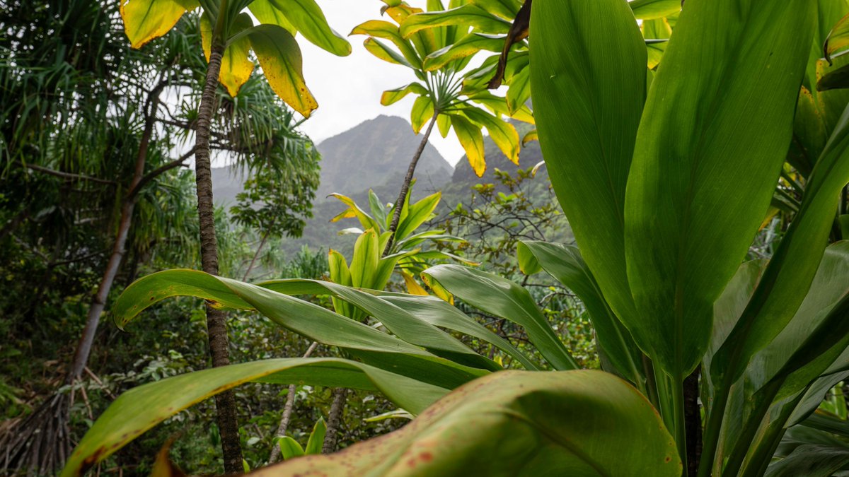 Alice Ford tweet media