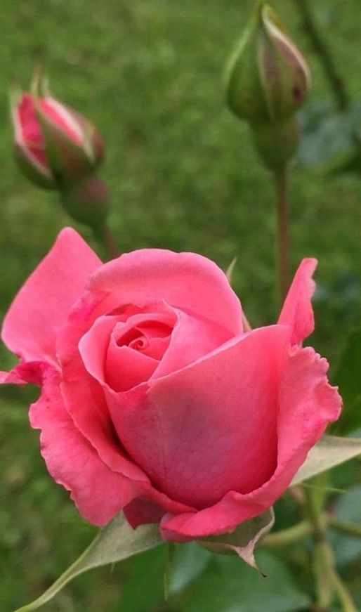 SilvaFlory's tweet image. 