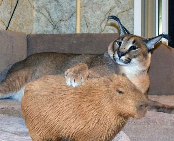 Gregory Flops tweet media