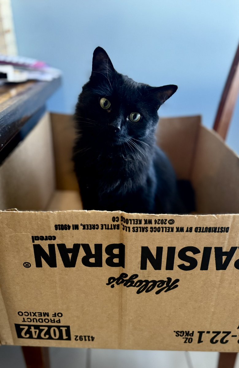 POESIEdeLUNE's tweet photo. @ksullzz This is Nyx ☺️ https://t.co/uMtlOdhdFN
