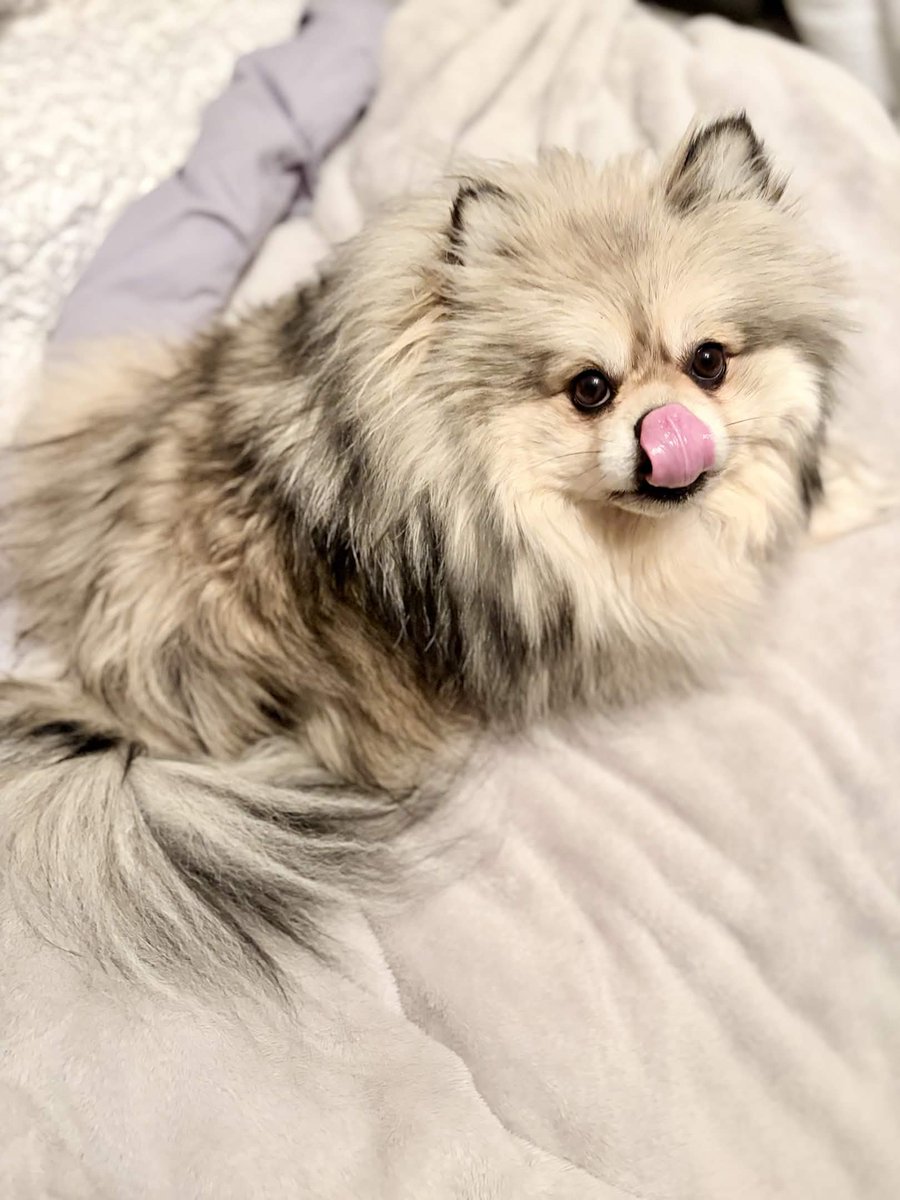 orksnork tweet media