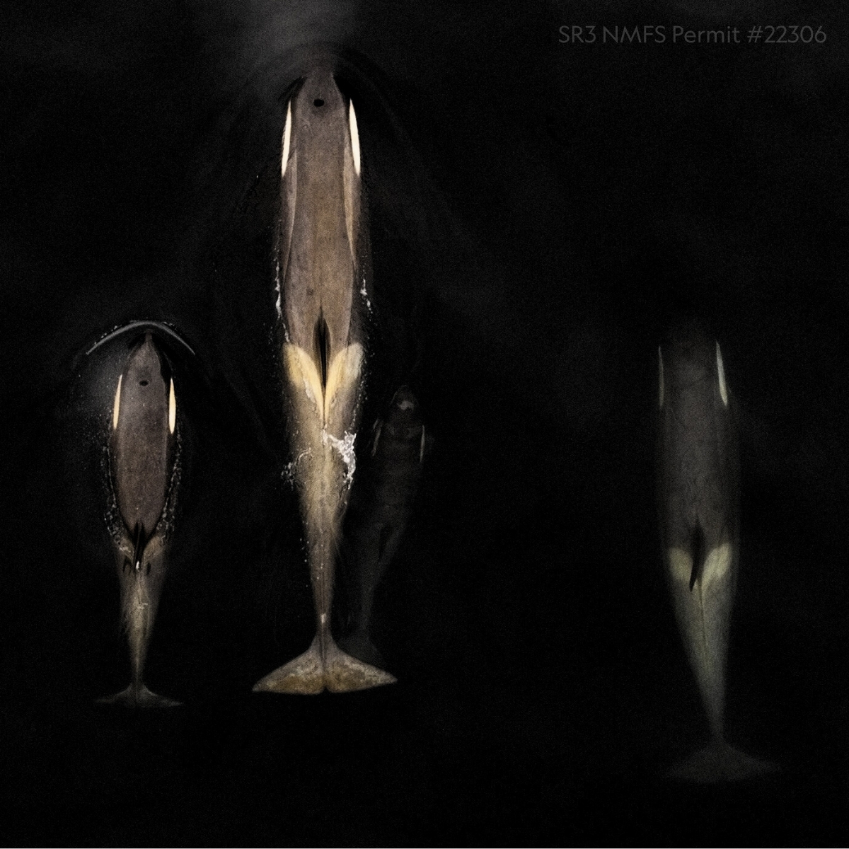 Lindblad Expeditions tweet media