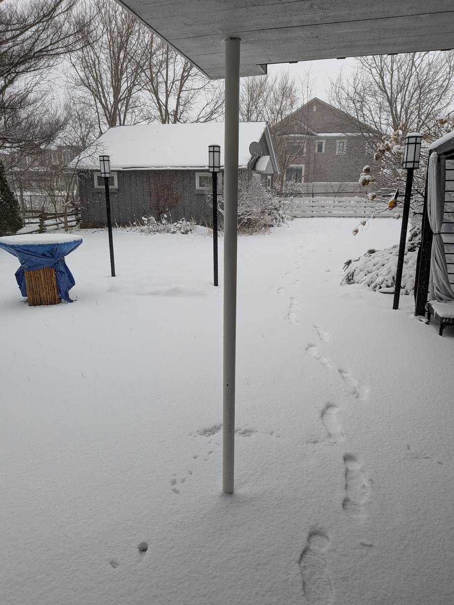 Rob Pizzola tweet media