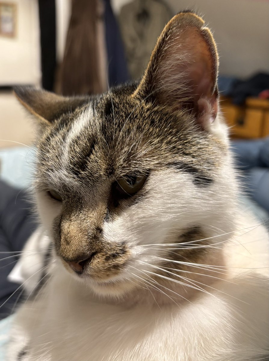 Princess Morgan and Lady Evie tweet media