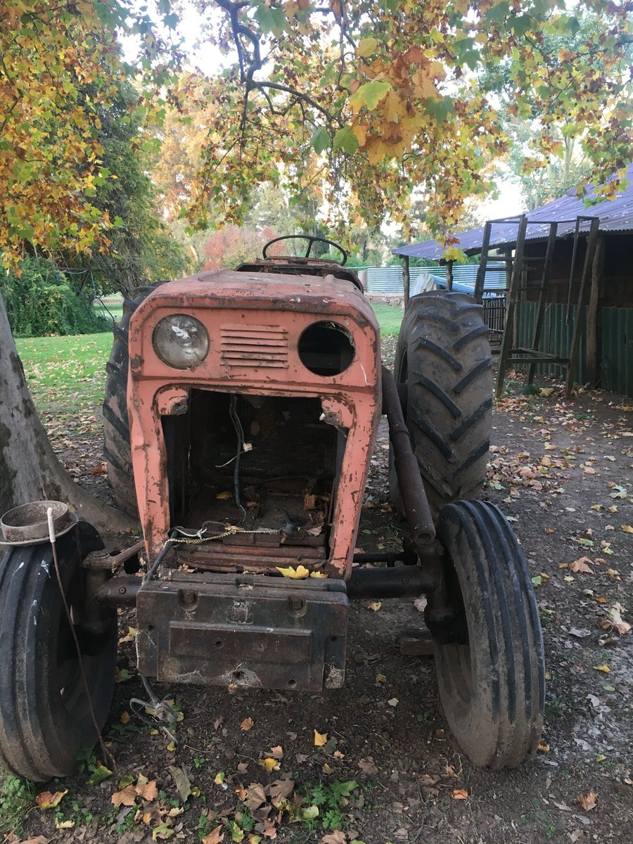 Fede Young tweet media