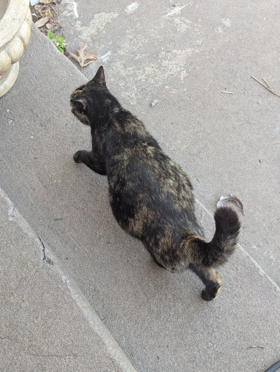 Cat disappears for almost a full month only for her to comeback looking like this